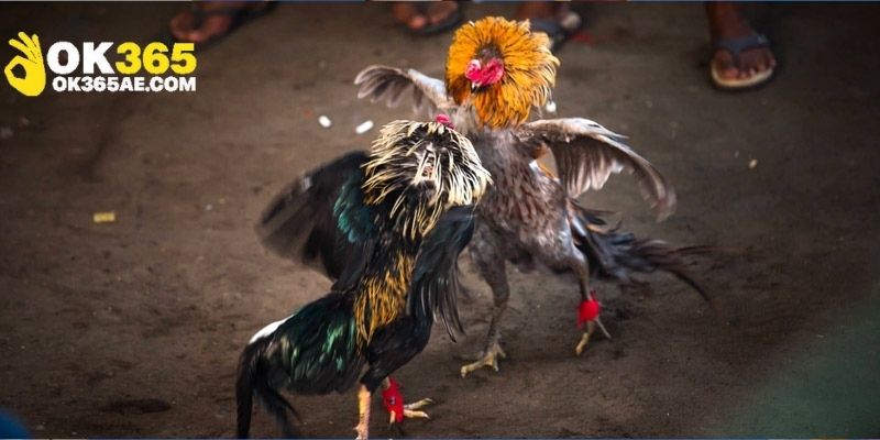 Hãy tận dụng thông tin và lời khuyên từ các cao thủ đá gà