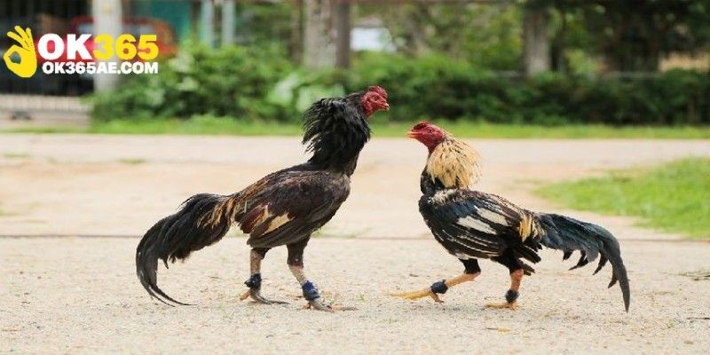 Sơ lược thông tin về hình thức đá gà cựa sắt OK365