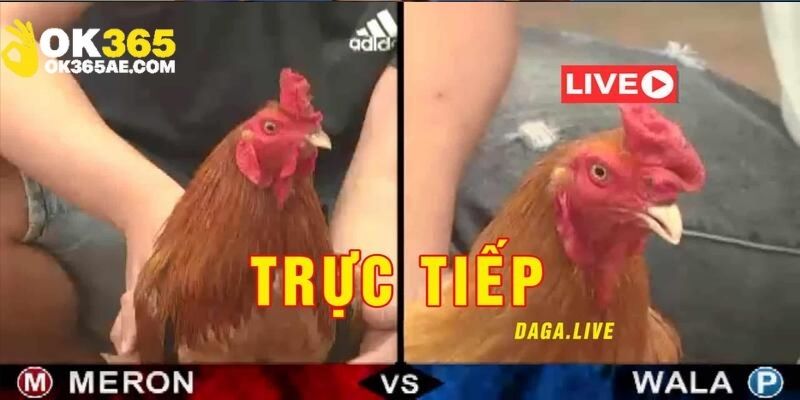 OK365 cung cấp các trận đấu với chất lượng hình ảnh Full HD